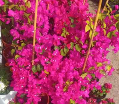 مشتل مشاتل الرياض