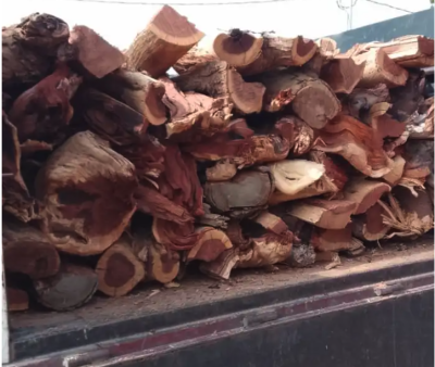 حطب أفريقي سمر