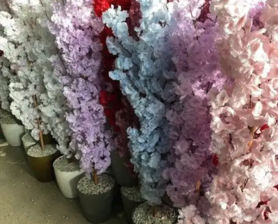 تنسيق وتزين الحدائق زراعة الأشجار والنخيل كل ما يخص الحدائق