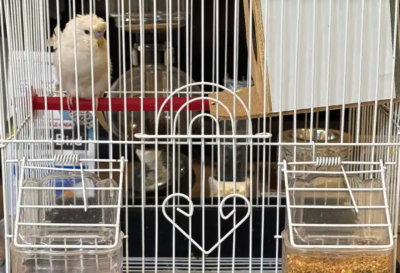 جوز طيور الحب هوقو