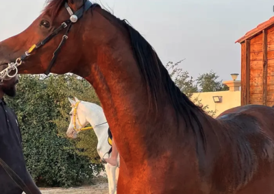 فحل مرواني منتج