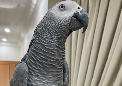 للبيع كاسيكو بالقفص