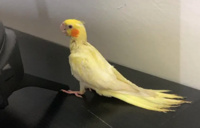 البيع طيور كروان اليف ذكر