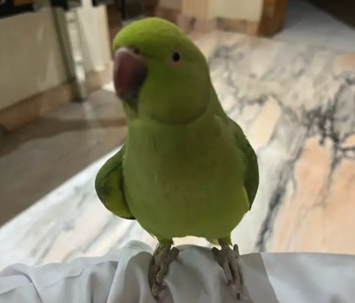 ببغاء دره متكلم ويطلع على اليد