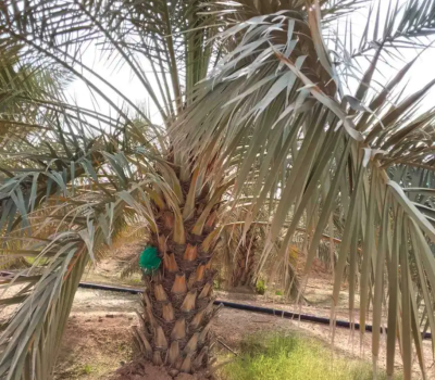 نخل للبيع جثايث نقايل فروخ