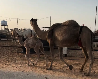 خفوت خلفه صفرا البيع بدون بنتها