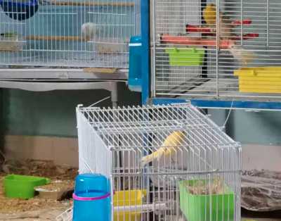 7 كناري اناث و ذكور للبيع (جمله)