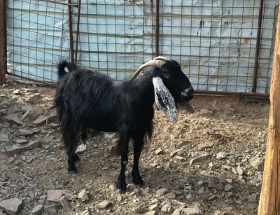 جفره والد وعنز دافع