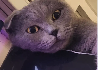 قطة مفقودة في الدرعية حي الخالدية مكافئة 1000 ريال