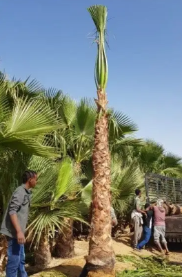 نخل واشنطني زينه امريكي