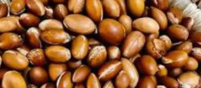 بذور شجر الارقان المغربية تتحمل حرارة مكه المكرمة