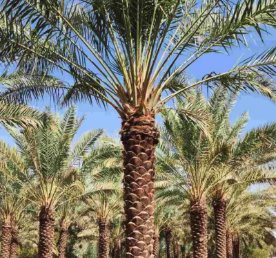 متوفرجميع انواع أنخيل للبيع