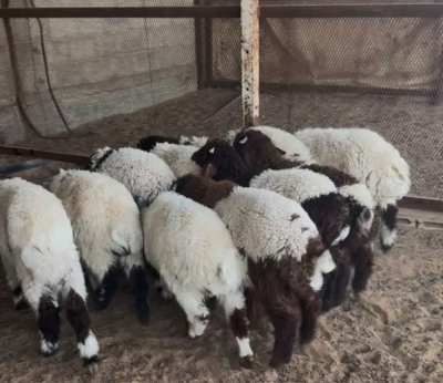 هرافي خروف صافي