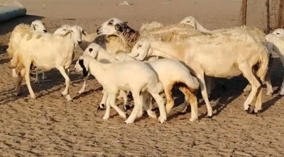 غنم حريه خلفات حرش 17 بالفحل تحتها 16 بهمها طيب وقيامه طيب