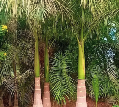 يوجد لدينا نخل ملوكي في جده بجميع المقاسات