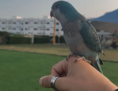 طائر ضائع طار في كمباوند الخطوط السعودية