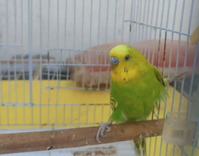 طائر بادجي للبيع