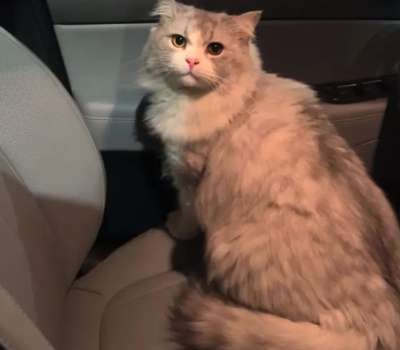 قط مفقود حي الفضيله