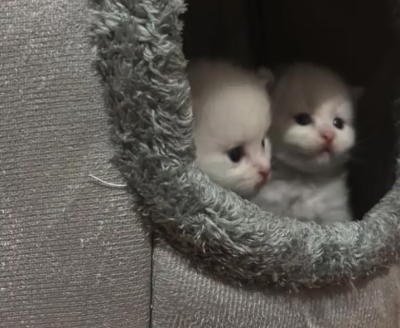 قطه مع عيالها ثلاثه للبيع