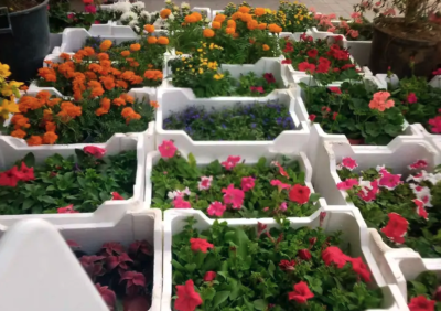 مشتل ابوساجد لتنسيق الحدائق وبيع الاشجار والزهور والنباتات