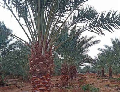 نخيل واشنطني ونخيل عربي