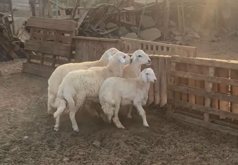 للبيع طليان يوجد ذبح و توصيل و تابي 4 دفعات