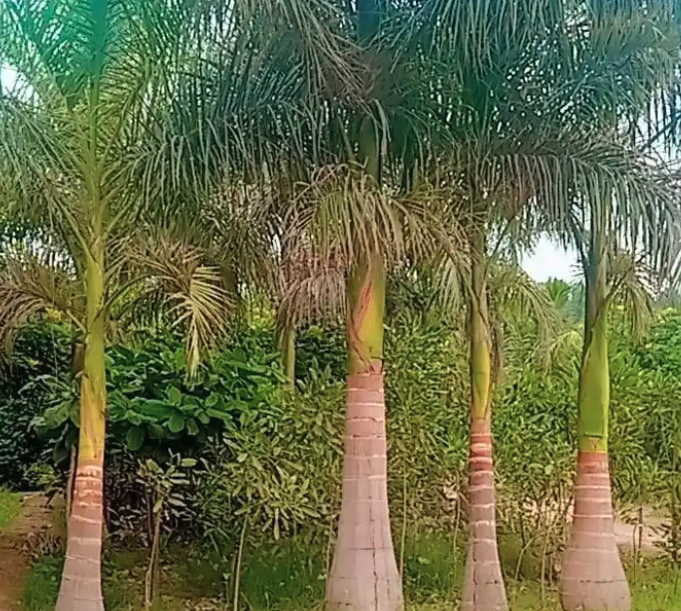 يوجد لدينا نخل ملوكي في جده بجميع المقاسات