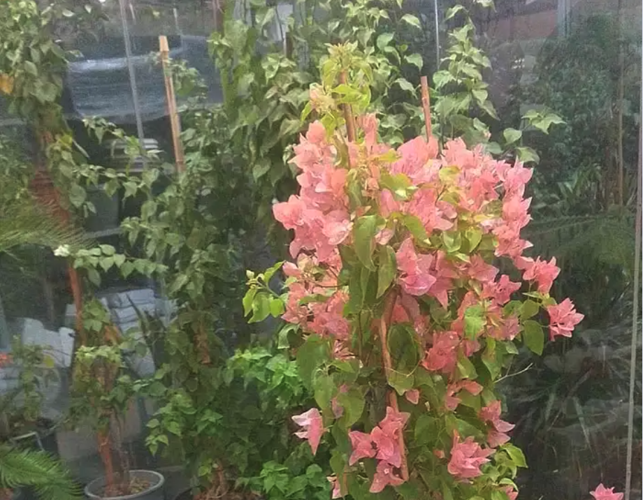 مشتل توريد النبتات و الاشجار