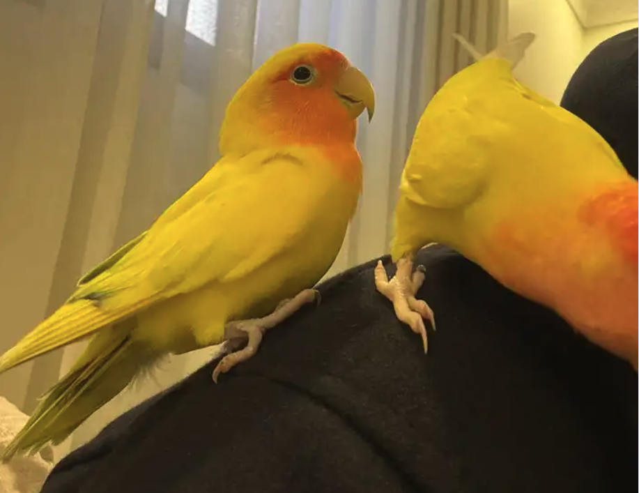 للبيع جوز روز اليف