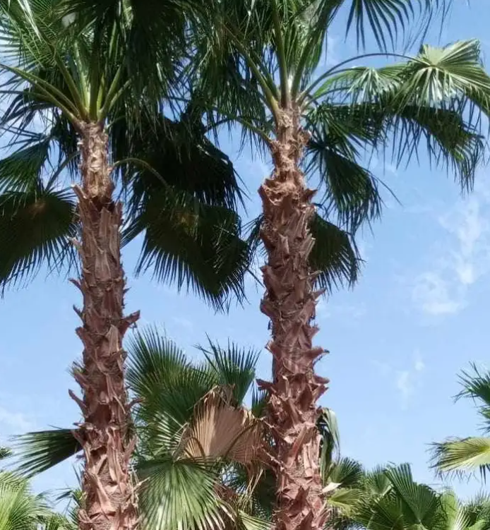نخل واشنطني زينه امريكي