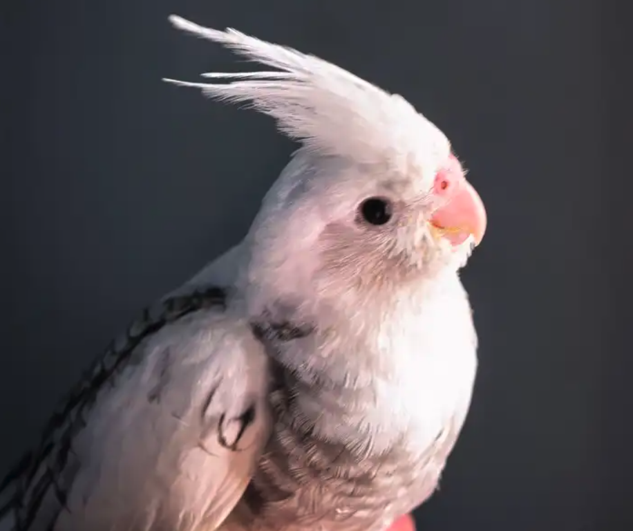 فروخ كوكتيل هولندي وايت فيس بيرل بايد