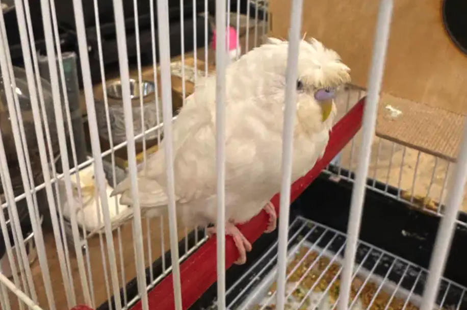 جوز طيور الحب هوقو