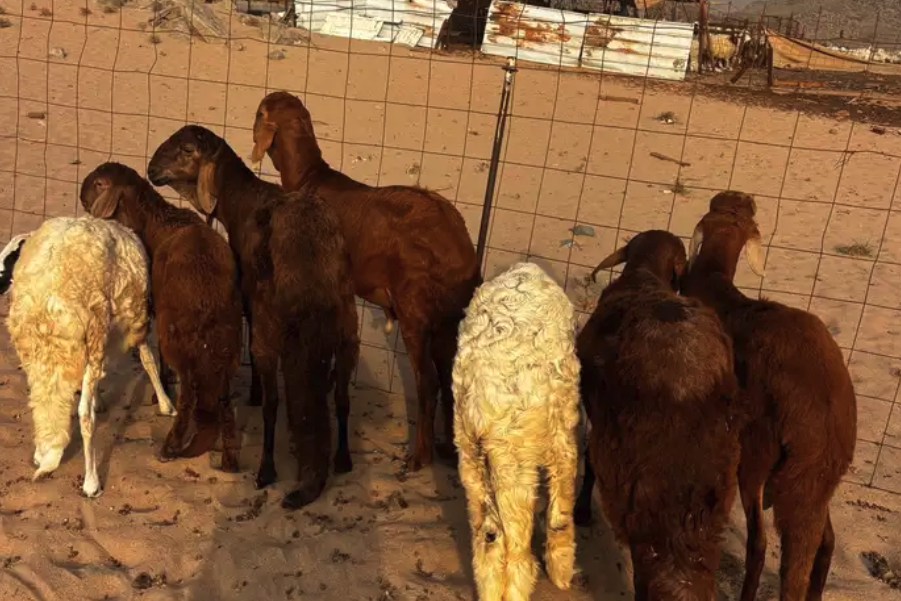 الشميسي طريق الخواجات