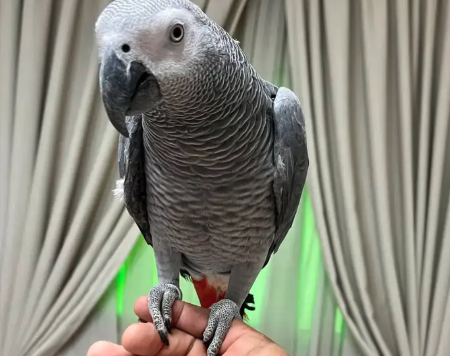 للبيع كاسيكو بالقفص