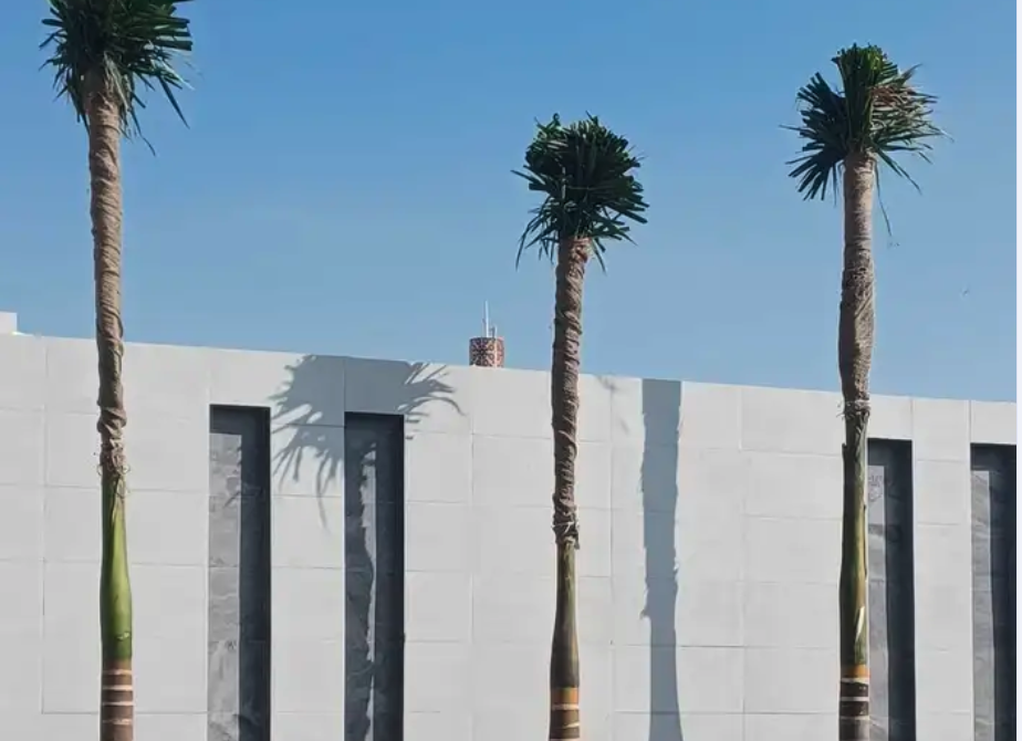 نخل بجميع انواعه ومقاساته زينه وعربي