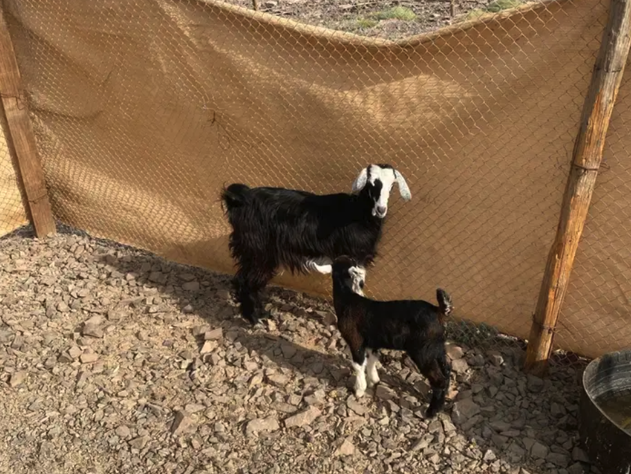 جفره والد وعنز دافع